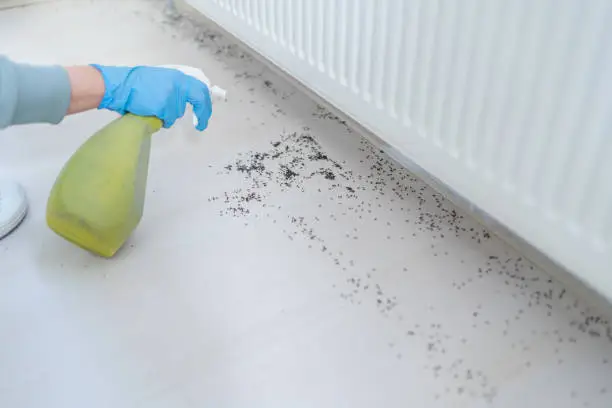 اسعار شركة مكافحة حشرات